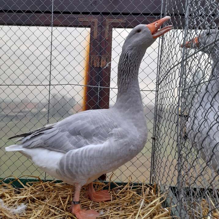 Wassergeflügel